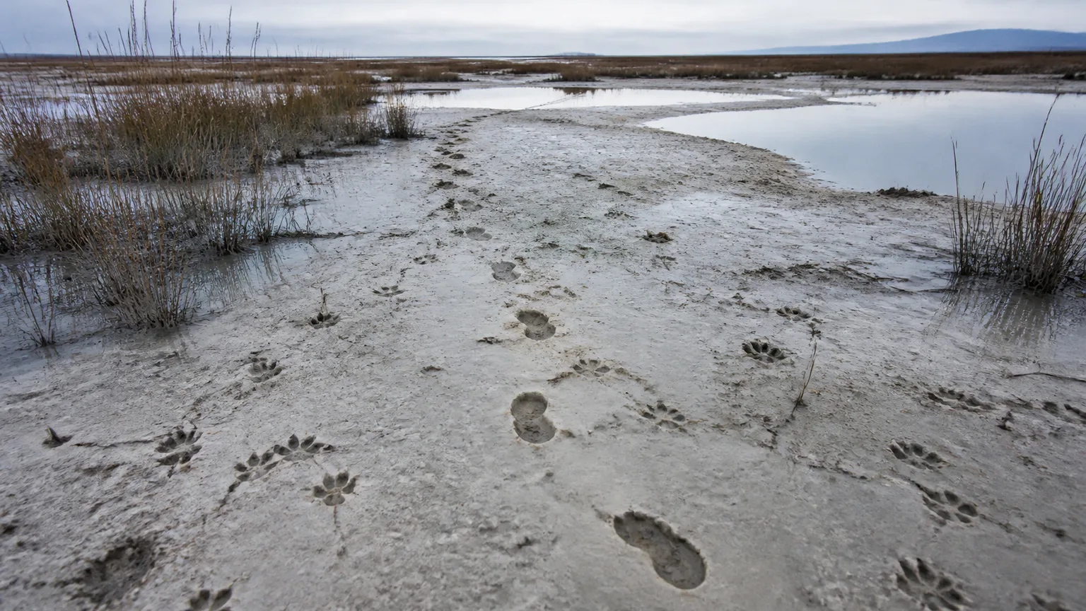 AI-generated evidence-guided visualization related to White Sands trackways, c. 21,050-19,050 BCE (23,000-21,000 calibrated years BP).